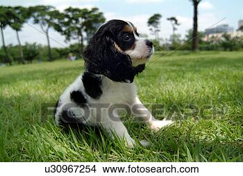 Stock Photo - cute,  english 
cocker spaniel, 
 loving,  canines, 
 domestic,  house. 
fotosearch - search 
stock photos, 
pictures, images, 
and photo clipart