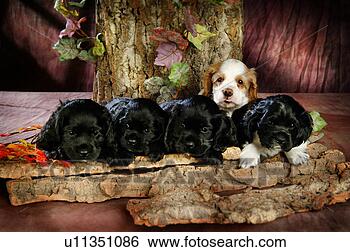 Stock Photo - house pet,  cocker 
spaniel,  canines, 
 domestic,  american 
water. fotosearch 
- search stock 
photos, pictures, 
images, and photo 
clipart