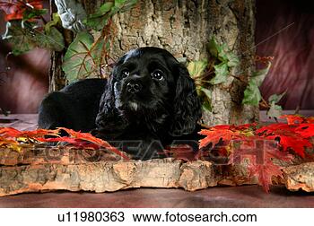 Stock Photo - house pet,  cocker 
spaniel,  canines, 
 domestic,  american 
water. fotosearch 
- search stock 
photos, pictures, 
images, and photo 
clipart