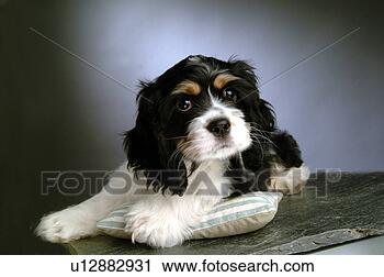Stock Photography - house pet,  cocker 
spaniel,  canines, 
 domestic,  american 
cocker. fotosearch 
- search stock 
photos, pictures, 
images, and photo 
clipart