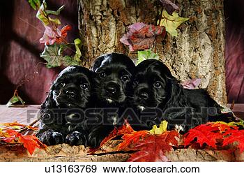 Stock Photograph - house pet,  cocker 
spaniel,  canines, 
 domestic,  american 
water. fotosearch 
- search stock 
photos, pictures, 
images, and photo 
clipart