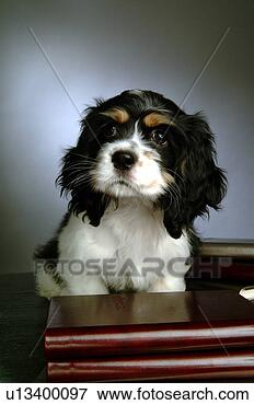 Picture - house pet,  cocker 
spaniel,  canines, 
 domestic,  american 
cocker. fotosearch 
- search stock 
photos, pictures, 
images, and photo 
clipart