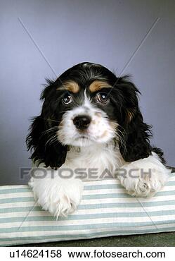 Stock Photo - house pet,  cocker 
spaniel,  canines, 
 domestic,  american 
cocker. fotosearch 
- search stock 
photos, pictures, 
images, and photo 
clipart