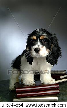 Stock Photo - house pet,  cocker 
spaniel,  canines, 
 domestic,  american 
cocker. fotosearch 
- search stock 
photos, pictures, 
images, and photo 
clipart