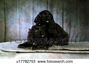 Stock Photo - house pet,  cocker 
spaniel,  canines, 
 domestic,  american 
water. fotosearch 
- search stock 
photos, pictures, 
images, and photo 
clipart