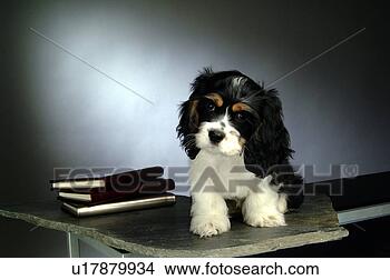 Stock Photo - house pet,  cocker 
spaniel,  canines, 
 domestic,  american 
cocker. fotosearch 
- search stock 
photos, pictures, 
images, and photo 
clipart
