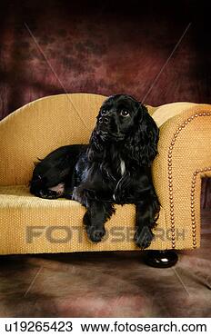 Stock Photo - house pet,  cocker 
spaniel,  canines, 
 domestic,  american 
water. fotosearch 
- search stock 
photos, pictures, 
images, and photo 
clipart