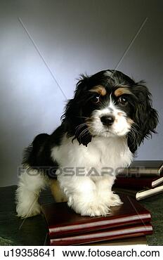Stock Photography - house pet,  cocker 
spaniel,  canines, 
 domestic,  american 
cocker. fotosearch 
- search stock 
photos, pictures, 
images, and photo 
clipart