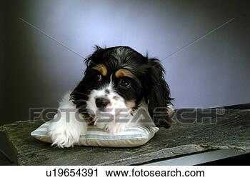 Stock Photography - house pet,  cocker 
spaniel,  canines, 
 domestic,  american 
cocker. fotosearch 
- search stock 
photos, pictures, 
images, and photo 
clipart