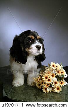 Stock Photography - house pet,  cocker 
spaniel,  canines, 
 domestic,  american 
cocker. fotosearch 
- search stock 
photos, pictures, 
images, and photo 
clipart