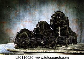 Stock Photography - house pet,  cocker 
spaniel,  canines, 
 domestic,  american 
water. fotosearch 
- search stock 
photos, pictures, 
images, and photo 
clipart