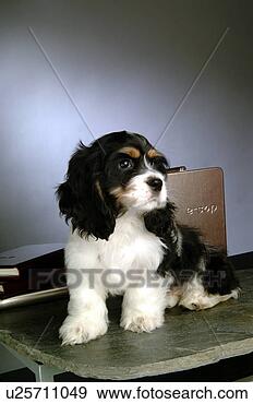Stock Photograph - house pet,  cocker 
spaniel,  canines, 
 domestic,  american 
cocker. fotosearch 
- search stock 
photos, pictures, 
images, and photo 
clipart