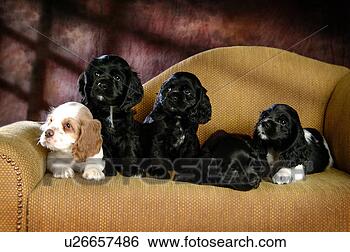 Stock Photo - house pet,  cocker 
spaniel,  canines, 
 domestic,  american 
water. fotosearch 
- search stock 
photos, pictures, 
images, and photo 
clipart