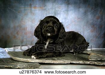 Stock Photo - house pet,  cocker 
spaniel,  canines, 
 domestic,  american 
water. fotosearch 
- search stock 
photos, pictures, 
images, and photo 
clipart
