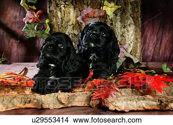 Stock Photo - house pet,  cocker 
spaniel,  canines, 
 domestic,  american 
water. fotosearch 
- search stock 
photos, pictures, 
images, and photo 
clipart