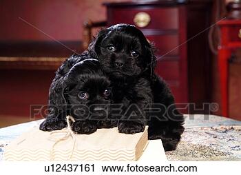 Stock Photography - house pet,  cockers 
paniel,  canines, 
 domestic,  american 
water. fotosearch 
- search stock 
photos, pictures, 
images, and photo 
clipart