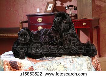 Stock Photo - house pet,  cockers 
paniel,  canines, 
 domestic,  american 
water. fotosearch 
- search stock 
photos, pictures, 
images, and photo 
clipart