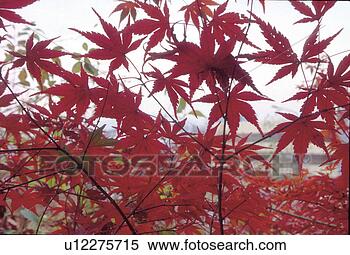 Stock Image - autumn leaves, 
 scenery,  background, 
 view,  scene, 
 maple leaves. 
fotosearch - search 
stock photos, 
pictures, images, 
and photo clipart