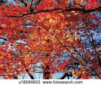 Stock Photo - autumn, leaves, 
season, red, maple, 
fall, plant. fotosearch 
- search stock 
photos, pictures, 
images, and photo 
clipart