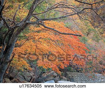 Stock Image - autumn, tree, 
season, grove, 
maple, fall, plant. 
fotosearch - search 
stock photos, 
pictures, images, 
and photo clipart