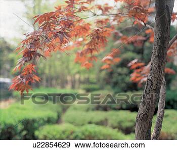 Stock Photograph - autumn, tree, 
season, grove, 
maple, fall, plant. 
fotosearch - search 
stock photos, 
pictures, images, 
and photo clipart