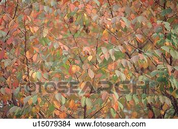 Stock Photo - autumnal tints, 
 view,  autumn 
leaves,  fallen 
leaves,  background. 
fotosearch - search 
stock photos, 
pictures, images, 
and photo clipart