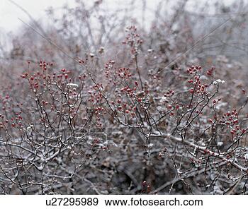 Stock Photograph - berry, scenery, 
branch, tree, 
snow, season, 
nature. fotosearch 
- search stock 
photos, pictures, 
images, and photo 
clipart