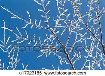 Stock Image - blue, tree, sky, 
snow, branch, 
season, plant. 
fotosearch - search 
stock photos, 
pictures, images, 
and photo clipart