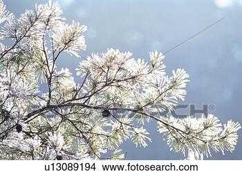 Stock Photo - branch, 35mm, 
tree, plant, nature, 
frost, film. fotosearch 
- search stock 
photos, pictures, 
images, and photo 
clipart