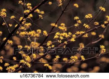 Stock Photo - branch, 35mm, 
tree, plant, nature, 
plants, film. 
fotosearch - search 
stock photos, 
pictures, images, 
and photo clipart
