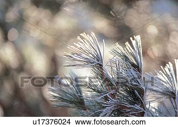 Stock Photo - branch, 35mm, 
tree, plant, nature, 
frost, film. fotosearch 
- search stock 
photos, pictures, 
images, and photo 
clipart