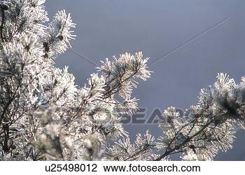 Stock Photo - branch, 35mm, 
tree, plant, nature, 
frost, film. fotosearch 
- search stock 
photos, pictures, 
images, and photo 
clipart