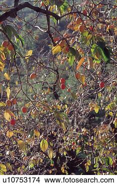 Stock Photo - branch,  autumn 
leaves,  tree, 
 fall foliage, 
 autumnal tints. 
fotosearch - search 
stock photos, 
pictures, images, 
and photo clipart