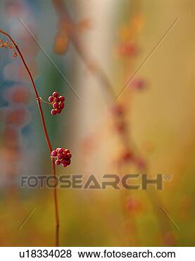 Stock Photo - branch, nature, 
fruit, tree, plant, 
film. fotosearch 
- search stock 
photos, pictures, 
images, and photo 
clipart