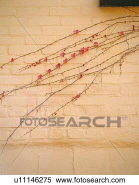 Stock Image - branch, plants, 
plant, wall, film. 
fotosearch - search 
stock photos, 
pictures, images, 
and photo clipart