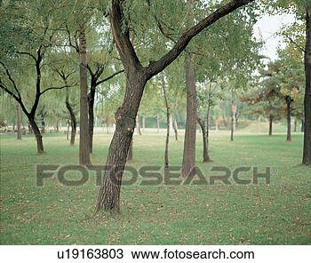 Stock Photo - city, tree, landscape, 
scenery, lawn, 
plant. fotosearch 
- search stock 
photos, pictures, 
images, and photo 
clipart