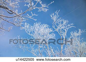 Stock Image - cold, tree, winter, 
snow, branch, 
freezing, sky. 
fotosearch - search 
stock photos, 
pictures, images, 
and photo clipart