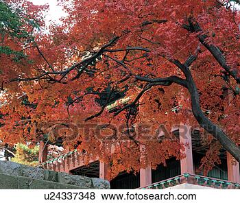 autumn leaves landscape pictures free