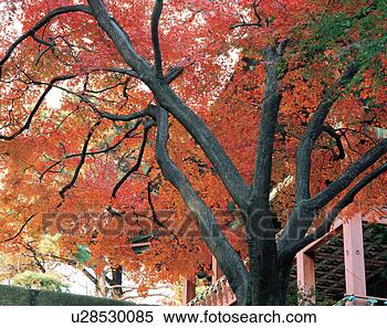 Stock Image - fall, landscape, 
maple, tree, plant, 
scenery, nature. 
fotosearch - search 
stock photos, 
pictures, images, 
and photo clipart