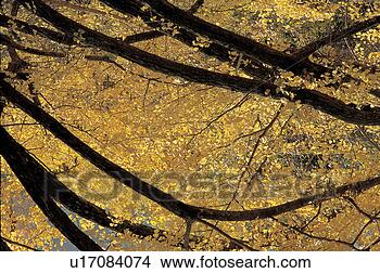 Stock Photo - ginkgo tree, plant, 
tree, trees, plants, 
ginkgo tree, ginkgotree. 
fotosearch - search 
stock photos, 
pictures, images, 
and photo clipart