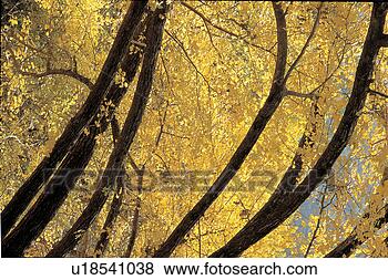 Stock Photo - ginkgo tree, plant, 
tree, trees, plants, 
ginkgo tree, ginkgotree. 
fotosearch - search 
stock photos, 
pictures, images, 
and photo clipart