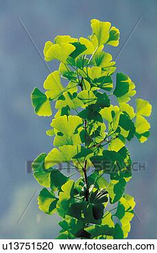 Stock Photography - green, leaves, 
branch, tree, 
ginkgo, scenery, 
leaf. fotosearch 
- search stock 
photos, pictures, 
images, and photo 
clipart