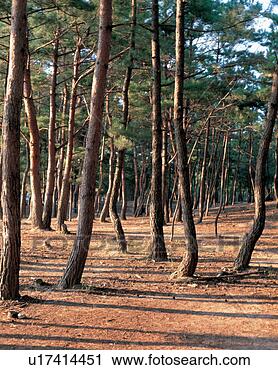 Stock Photography - landscape, grove, 
natural world, 
scenery, sunlight, 
tree. fotosearch 
- search stock 
photos, pictures, 
images, and photo 
clipart