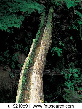 Stock Photography - leaves, plant, 
plants, bridge, 
leaf, tree. fotosearch 
- search stock 
photos, pictures, 
images, and photo 
clipart