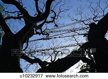 Picture - nature, plant, 
tree, trees, plants, 
tree. fotosearch 
- search stock 
photos, pictures, 
images, and photo 
clipart