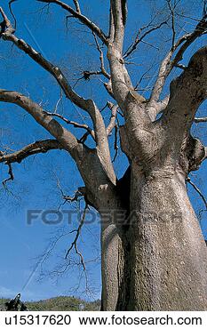 Stock Photography - nature, plant, 
tree, trees, plants, 
tree. fotosearch 
- search stock 
photos, pictures, 
images, and photo 
clipart