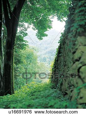 Stock Photo - nature, scenery, 
forest, mountain, 
landscape, tree. 
fotosearch - search 
stock photos, 
pictures, images, 
and photo clipart