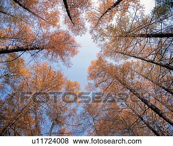 Stock Photo - nature, sky, grove, 
fall, autumn, 
tree. fotosearch 
- search stock 
photos, pictures, 
images, and photo 
clipart