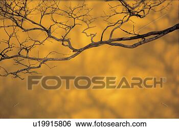 Stock Photo - nature, tree, 
autumn, season, 
branch, scenery, 
plant. fotosearch 
- search stock 
photos, pictures, 
images, and photo 
clipart