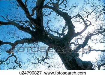 Picture - nature, tree, 
blue, sky, branch, 
scenery, plant. 
fotosearch - search 
stock photos, 
pictures, images, 
and photo clipart